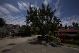 Serene Tree-Lined Street