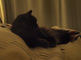 Cozy Feline Napping on a Soft Blanket