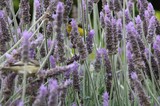Yellow Bird Hidden Among Purple Lavender Blooms