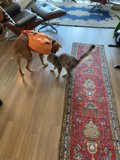 Furry Friends in the Living Room