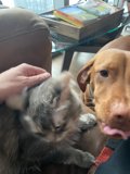 Furry Friends on the Couch