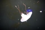 Majestic Jellyfish at Aquarium of the Bay