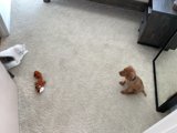 Playtime on the hardwood floor