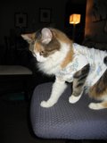 Fashionable Feline