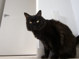 Majestic Black Cat