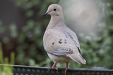 Mourning Dove Perched on Garden Rail