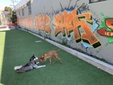 Canine Playtime amidst Architectural & Graffiti Art