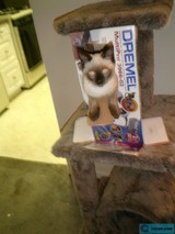 Cat on a Dreamlitter Box