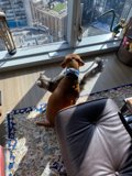 Furry Friends on the Couch