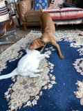 Furry Friends Rug Play