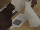 Two Cats Investigating Floor Heating Vent