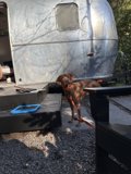 Glamping Guardian