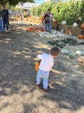Pumpkin Picking Adventure