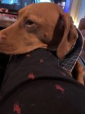 Lap Dog