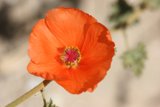 The Lone Poppy