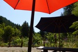 Colorful Umbrellas in Garden Setting
