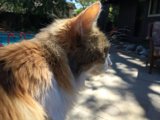 Contemplative Cat