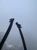 Giraffes in the Fog