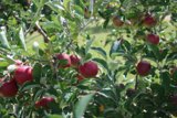 A Bountiful Tree
