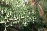 White Flowering Tree in the Rainforest