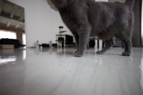 Plywood Paws