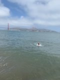 Swimming in the Shadow of the San Francisco Bridge