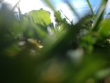 Sunlit Vegetation