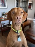 Fashionable Collar for a Furry Friend