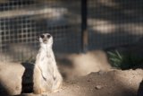 Meerkat on the Lookout