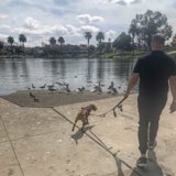 Man and Dog Walking Near the Lake