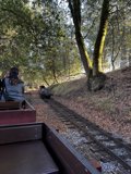 Train Tracks and the Woodland