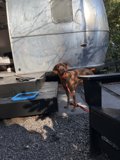 Curious Canine Companion in the Outdoors