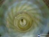 Spiraled Glass Bottle