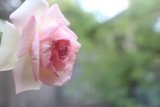 Delicate Rose Blooms Vibrantly