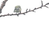 Puffed Up Warbler Resting on Winter Branch