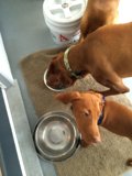 Doggy Drinking Buddies