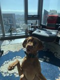 Relaxing Pup