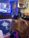 Canine Critic