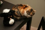 Feline Friends on a Wooden Table