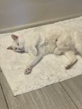 White Cat Relaxing on Cozy Home Decor Rug