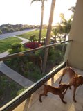 Two Canine Companions Overlooking Pismo Beach