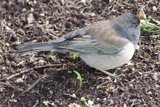 Feathered Forager in Focus