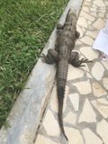 Laid-back Iguana