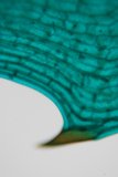 A Close Up of a Vibrant Green Leaf