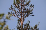 Birds Perched on Cedar Tree at Dawn
