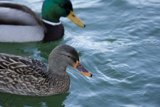 Serene Swim at Lake Merced