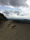 A Wild Adventure with Man's Best Friend