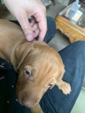 Puppy Love on the Lap