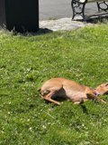 Relaxing in the Park with My Furry Friend