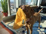 Playtime with Pup
